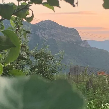 вино от глухарчета * Borovo (Plovdiv)