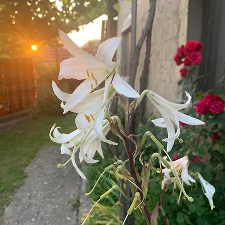 вино от глухарчета * Borovo (Plovdiv)