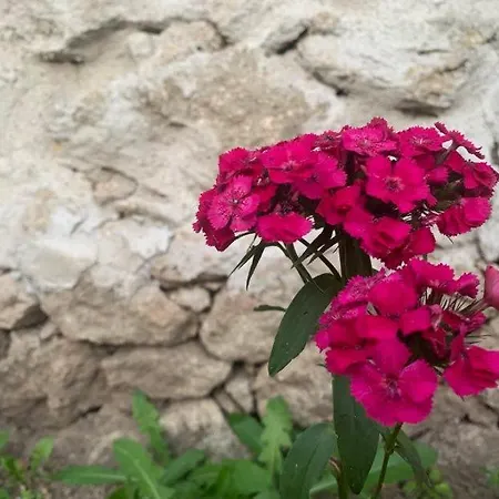 вино от глухарчета * Borovo (Plovdiv)