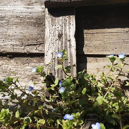 вино от глухарчета Holiday home