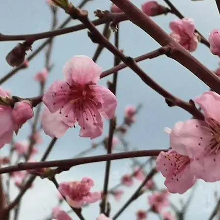 Hébergement de vacances вино от глухарчета