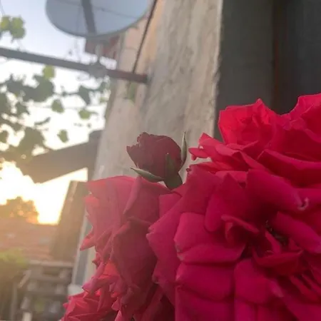 вино от глухарчета Casa de Férias *