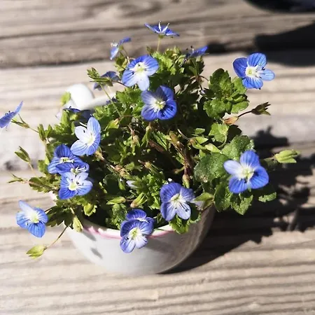 Hébergement de vacances вино от глухарчета *