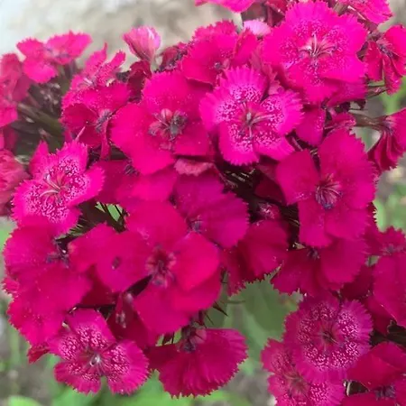 вино от глухарчета