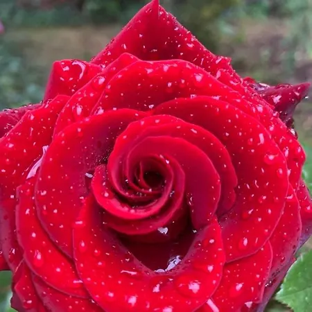 вино от глухарчета *