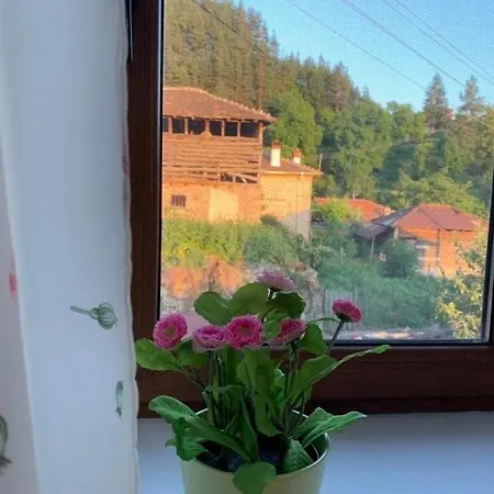 вино от глухарчета Borovo (Plovdiv)