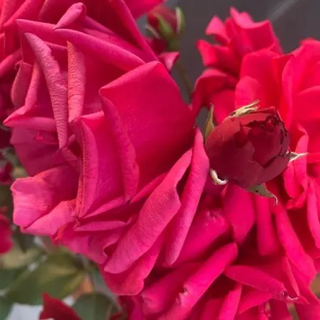 вино от глухарчета Hébergement de vacances *