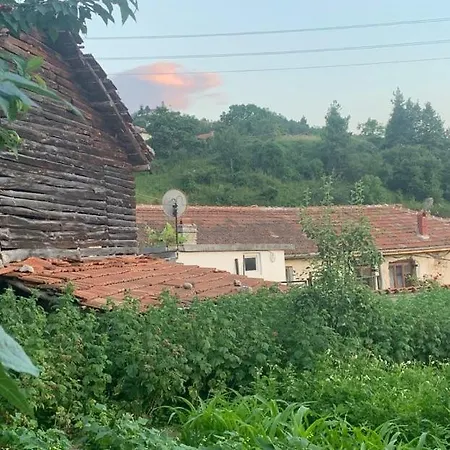 вино от глухарчета Borovo (Plovdiv)