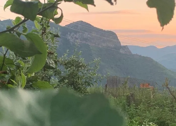 вино от глухарчета * Borovo (Plovdiv)