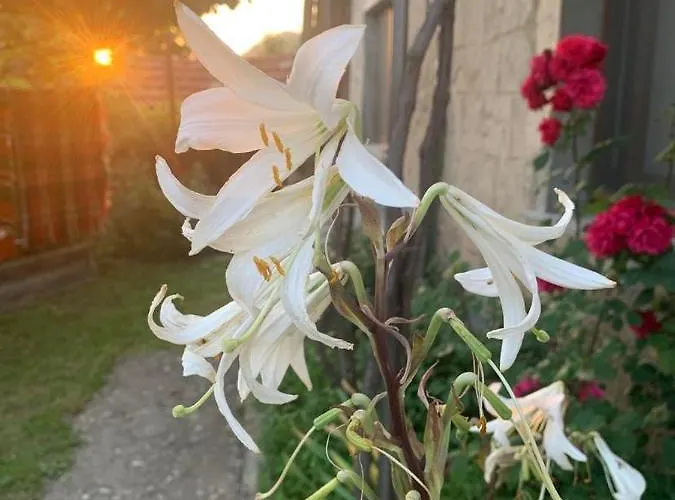 вино от глухарчета * Borovo (Plovdiv)