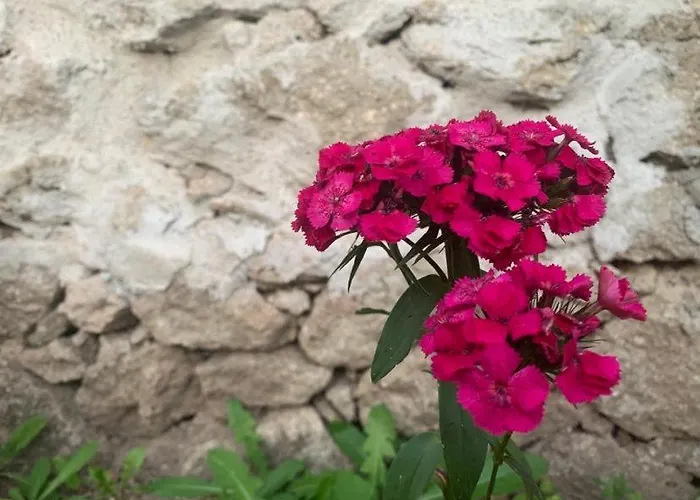 вино от глухарчета * Borovo (Plovdiv)