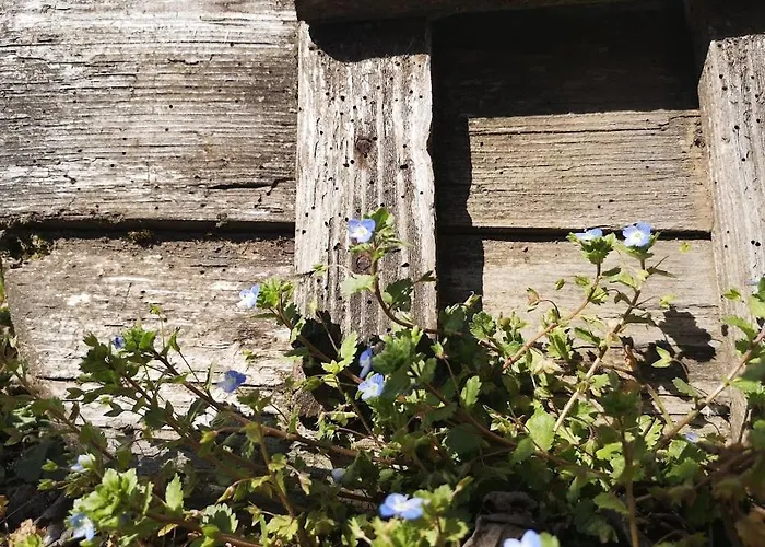 вино от глухарчета Дом отдыха