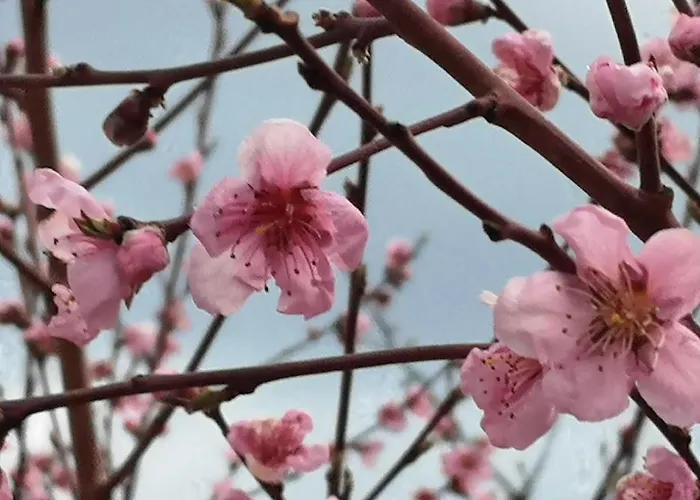 Дом отдыха вино от глухарчета