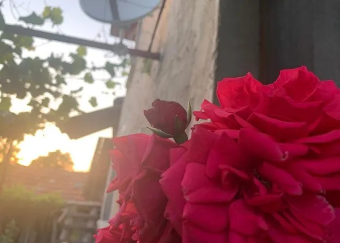 вино от глухарчета Дом отдыха *