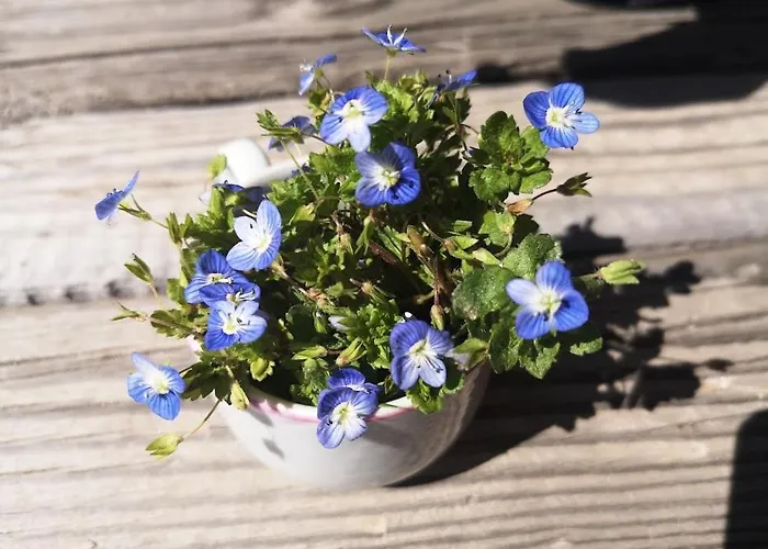 Дом отдыха вино от глухарчета *