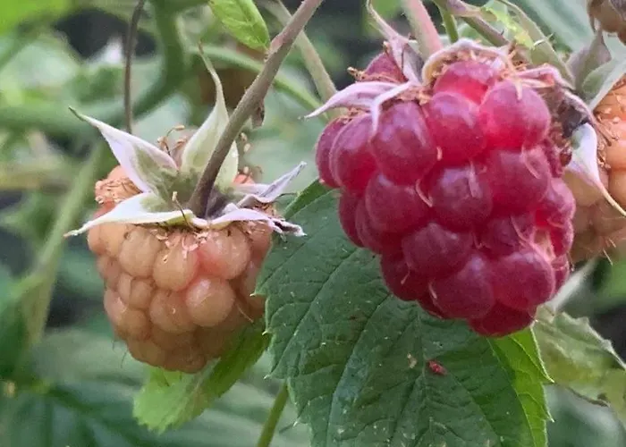 Дом отдыха вино от глухарчета Borovo (Plovdiv)