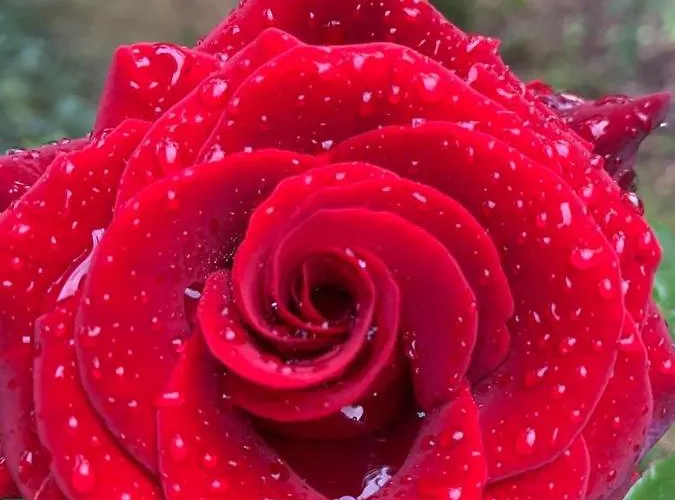 вино от глухарчета *