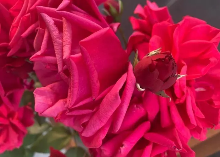 вино от глухарчета Дом отдыха *