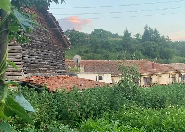 вино от глухарчета Borovo (Plovdiv)